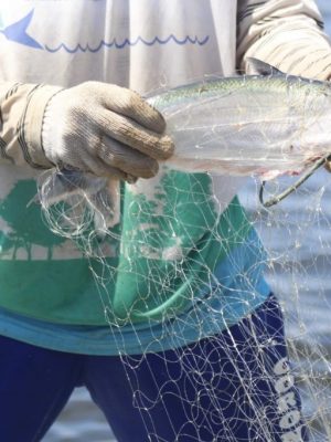 A Secretaria de Estado de Produção Rural (Sepror), por meio da Secretaria Executiva Adjunta de Pesca e Aquicultura (Sepa), em parceria com a Prefeitura Municipal do Careiro da Várzea (a 25 quilômetros de Manaus) e Serviço Brasileiro de Apoio às Micro e Pequenas Empresas (Sebrae), capacita pescadores com oficinas de ordenamento pesqueiro do Mapará, nas comunidades do Paraná da Terra Nova, Marimba e Paraná do Rei, iniciadas ontem (25) e realizadas até amanhã (27).