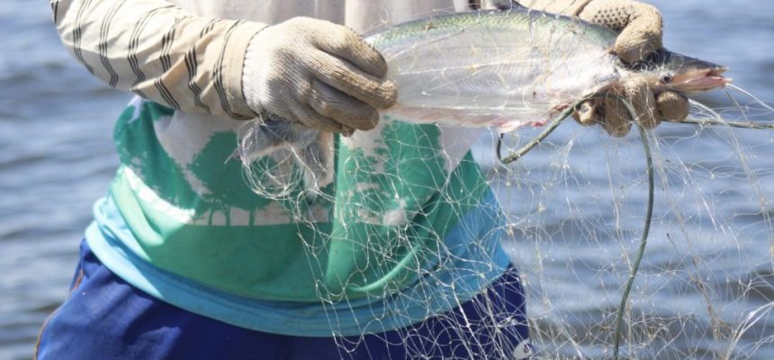 A Secretaria de Estado de Produção Rural (Sepror), por meio da Secretaria Executiva Adjunta de Pesca e Aquicultura (Sepa), em parceria com a Prefeitura Municipal do Careiro da Várzea (a 25 quilômetros de Manaus) e Serviço Brasileiro de Apoio às Micro e Pequenas Empresas (Sebrae), capacita pescadores com oficinas de ordenamento pesqueiro do Mapará, nas comunidades do Paraná da Terra Nova, Marimba e Paraná do Rei, iniciadas ontem (25) e realizadas até amanhã (27).