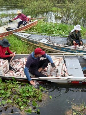 O Governo do Amazonas, por meio da Secretaria de Estado de Produção Rural (Sepror), mediou, neste domingo (09), o encontro de negócios entre pescadores de sete localidades do entorno do Lago do Rei e da sede do município de Careiro da Várzea (distante 25 quilômetros de Manaus), com representantes de frigoríficos de Manacapuru, Itacoatiara e Manaus.