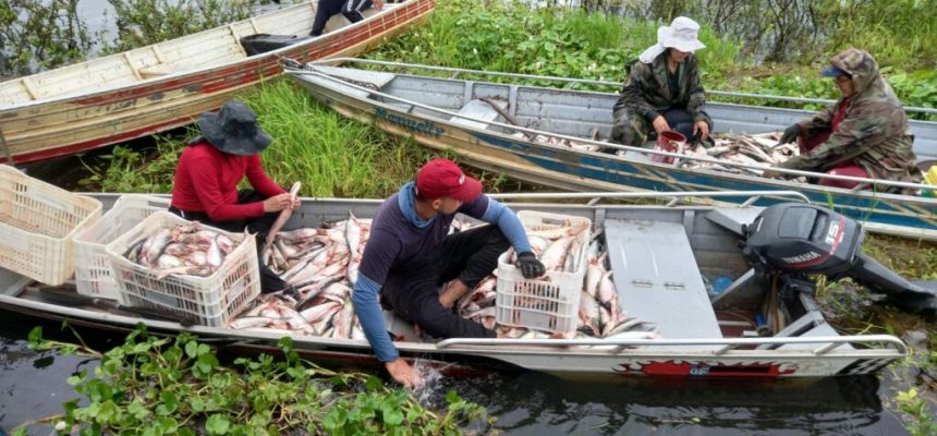 O Governo do Amazonas, por meio da Secretaria de Estado de Produção Rural (Sepror), mediou, neste domingo (09), o encontro de negócios entre pescadores de sete localidades do entorno do Lago do Rei e da sede do município de Careiro da Várzea (distante 25 quilômetros de Manaus), com representantes de frigoríficos de Manacapuru, Itacoatiara e Manaus.