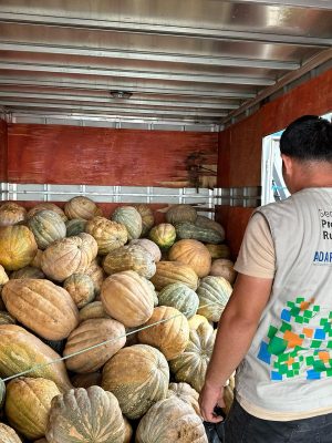 O Governo do Amazonas, por meio da Agência de Desenvolvimento Sustentável do Amazonas (ADS), adquiriu 25 toneladas de jerimum. A iniciativa visa apoiar os produtores rurais que cultivam em áreas de várzea e beneficiará produtores da agricultura familiar da comunidade Costa do Barroso, no município de Manaquiri (a 60 quilômetros de Manaus).