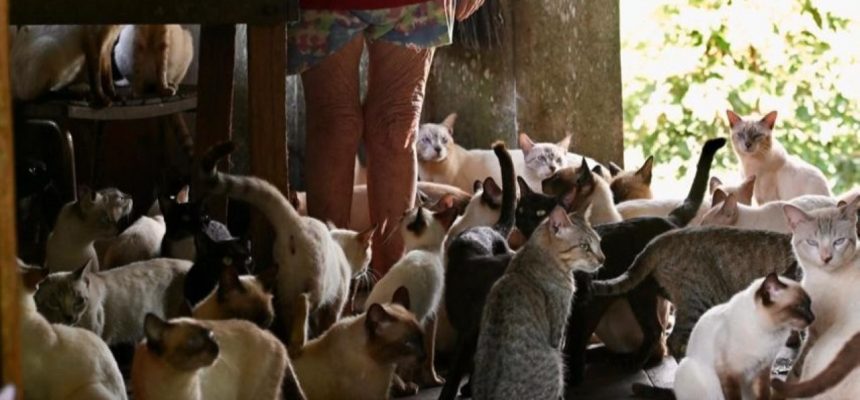 O Governo do Estado do Amazonas, por meio da Secretaria de Estado de Proteção Animal do Amazonas (Sepet), realizou, na quarta-feira (21), um mutirão emergencial de castração no município de Careiro da Várzea (a 25 quilômetros de Manaus). A ação resultou na captura de 95 gatos, sendo 46 machos, 34 fêmeas e 15 filhotes. Destes, 80 animais adultos foram castrados, enquanto os filhotes, por serem muito jovens, não passaram pelo procedimento.
